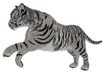 Image showing White Tiger