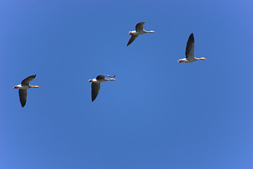 Image showing Flock of geese