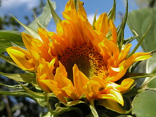 Image showing sunflower