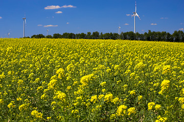 Image showing Rape field