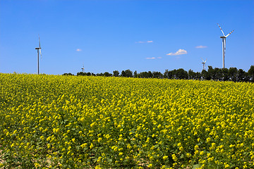 Image showing Rape field