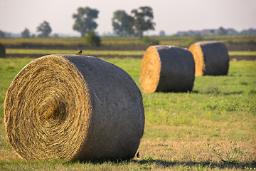 Image showing Haystacks