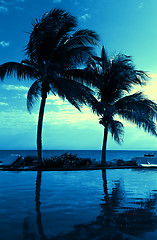 Image showing coconut tree silhouette on the beach