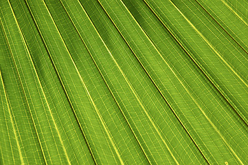 Image showing Palm leaf