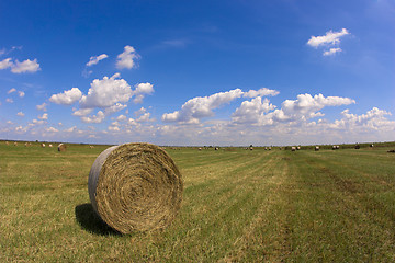 Image showing Haystack