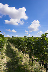 Image showing Vineyard