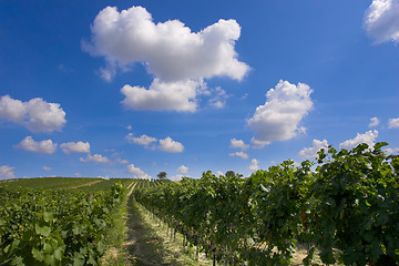 Image showing Vineyard