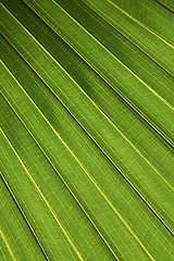 Image showing Palm leaf