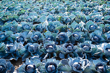 Image showing Red cabbage field
