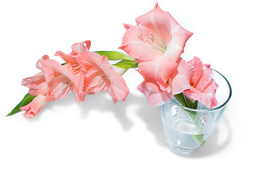 Image showing pink gladiolus isolated on white