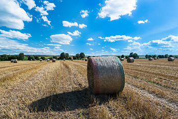 Image showing Hay bales on the field