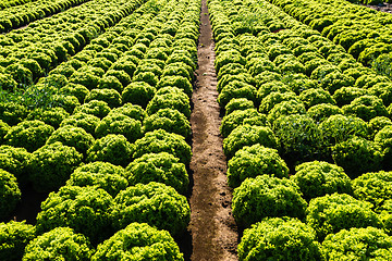 Image showing Rows of salad