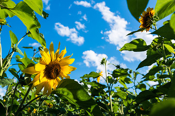 Image showing sunflower field over cloudy blue sky