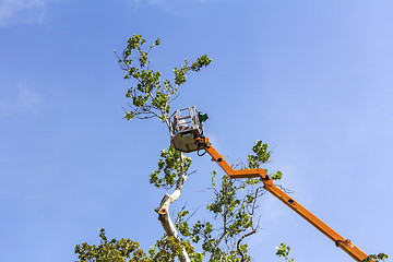 Image showing Trimming trees with a chainsaw