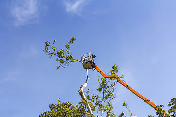 Image showing Trimming trees with a chainsaw