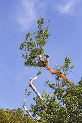 Image showing Trimming trees with a chainsaw