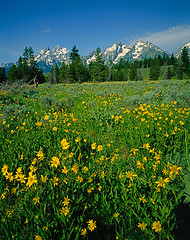 Image showing Grand Teton