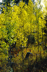 Image showing Autumn Forest