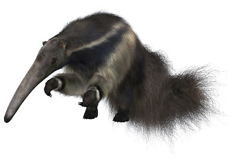 Image showing Giant Anteater