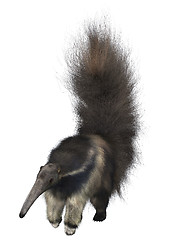 Image showing Giant Anteater