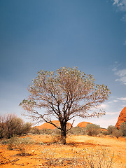 Image showing australia desert tree