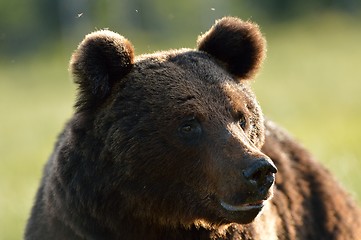 Image showing Brown bear portrait at summer