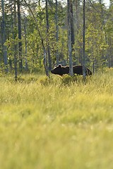 Image showing Brown bear walking in the forest near the swamp