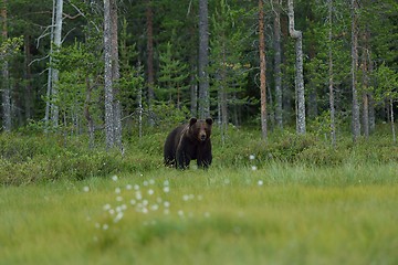 Image showing Brown bear with forest background