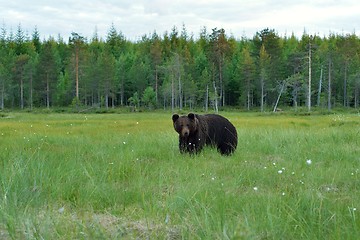 Image showing Brown bear with forest background