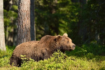 Image showing Brown bear resting in the forest