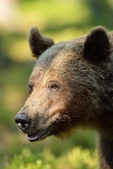 Image showing Brown bear portrait with forest background