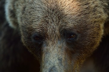 Image showing Brown bear eyes
