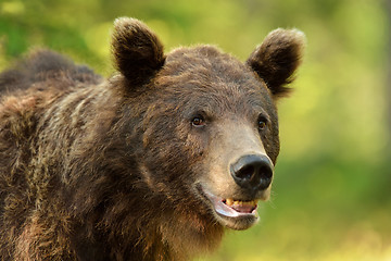 Image showing Brown bear portrait in the forest