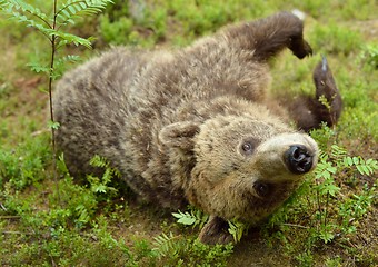 Image showing Brown bear closeup in the forest