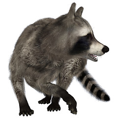 Image showing Raccoon