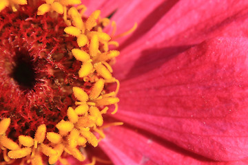 Image showing detail of flower 
