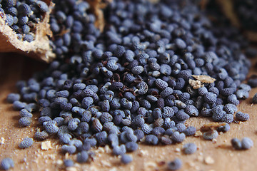 Image showing blue poppy seeds 