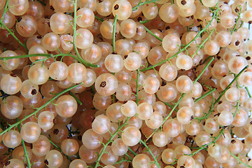 Image showing white currant as natural food background