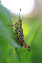 Image showing grasshopper in the green grass