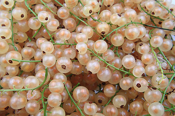 Image showing white currant as natural food background