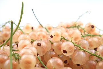 Image showing white currant isolated