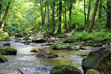 Image showing small river in the green forest 