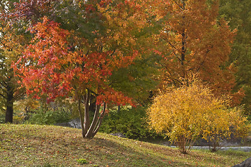 Image showing Autumn park