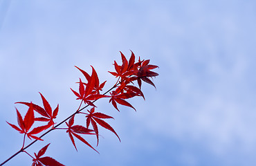 Image showing Maple leaves twig