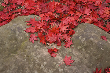 Image showing Maple leaves on the rock