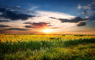 Image showing Field of sunflowers