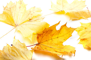 Image showing Autumn yellow maple-leafs