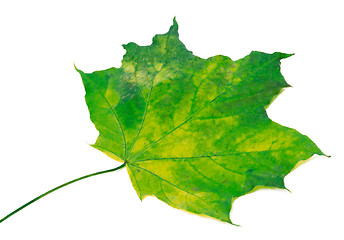 Image showing Yellowed maple leaf. Selective focus.