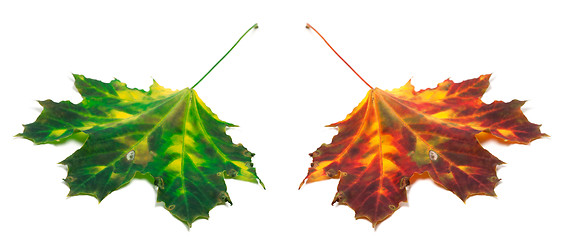 Image showing Green and red yellowed maple-leaf 