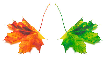 Image showing Orange and green yellowed maple-leaf